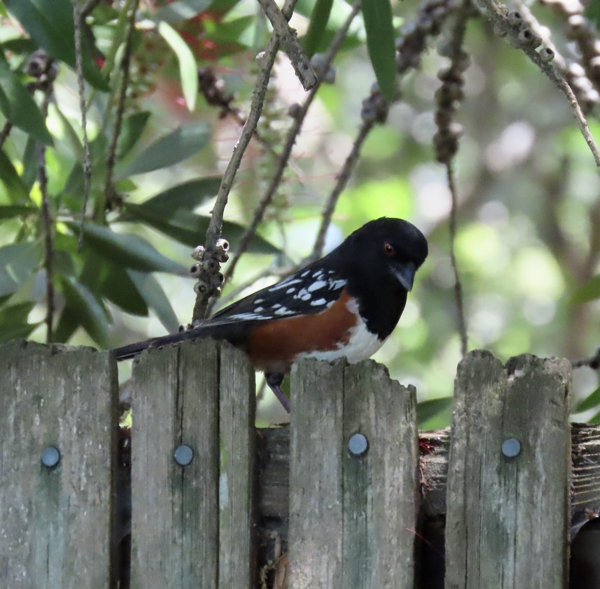 Spotted Towhee - ML620661268