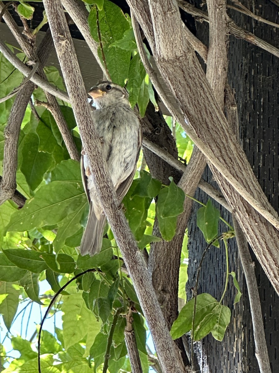 Оронгийн бор шувуу - ML620661270