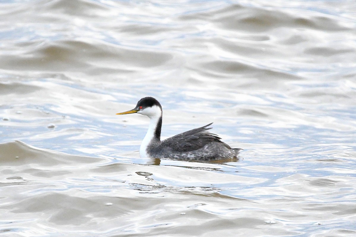 Western Grebe - ML620661274