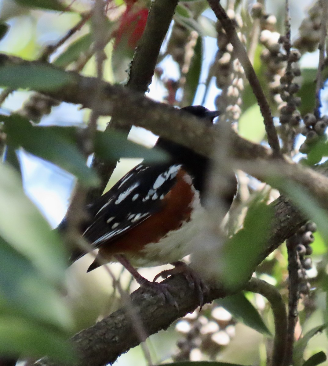 Spotted Towhee - ML620661276
