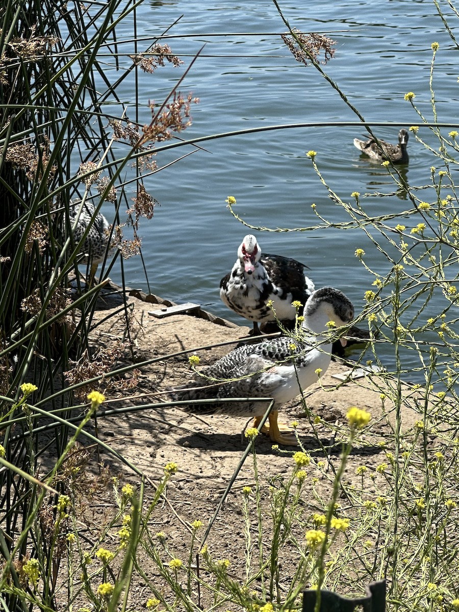 Muscovy Duck (Domestic type) - ML620661278