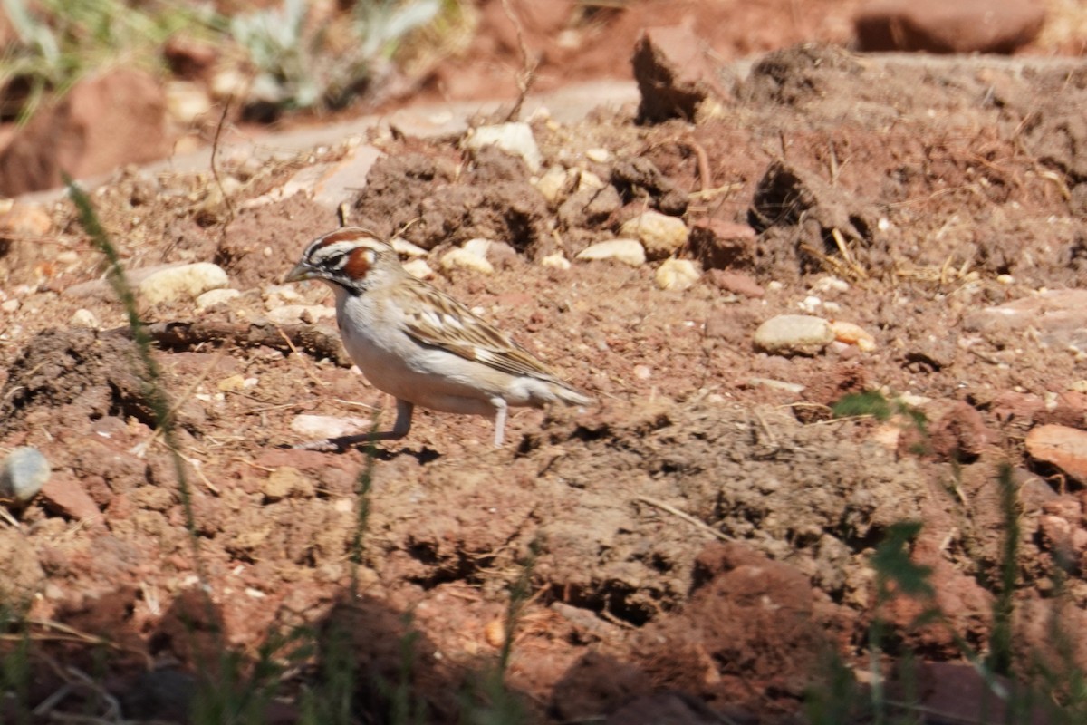 Chingolo Arlequín - ML620661279