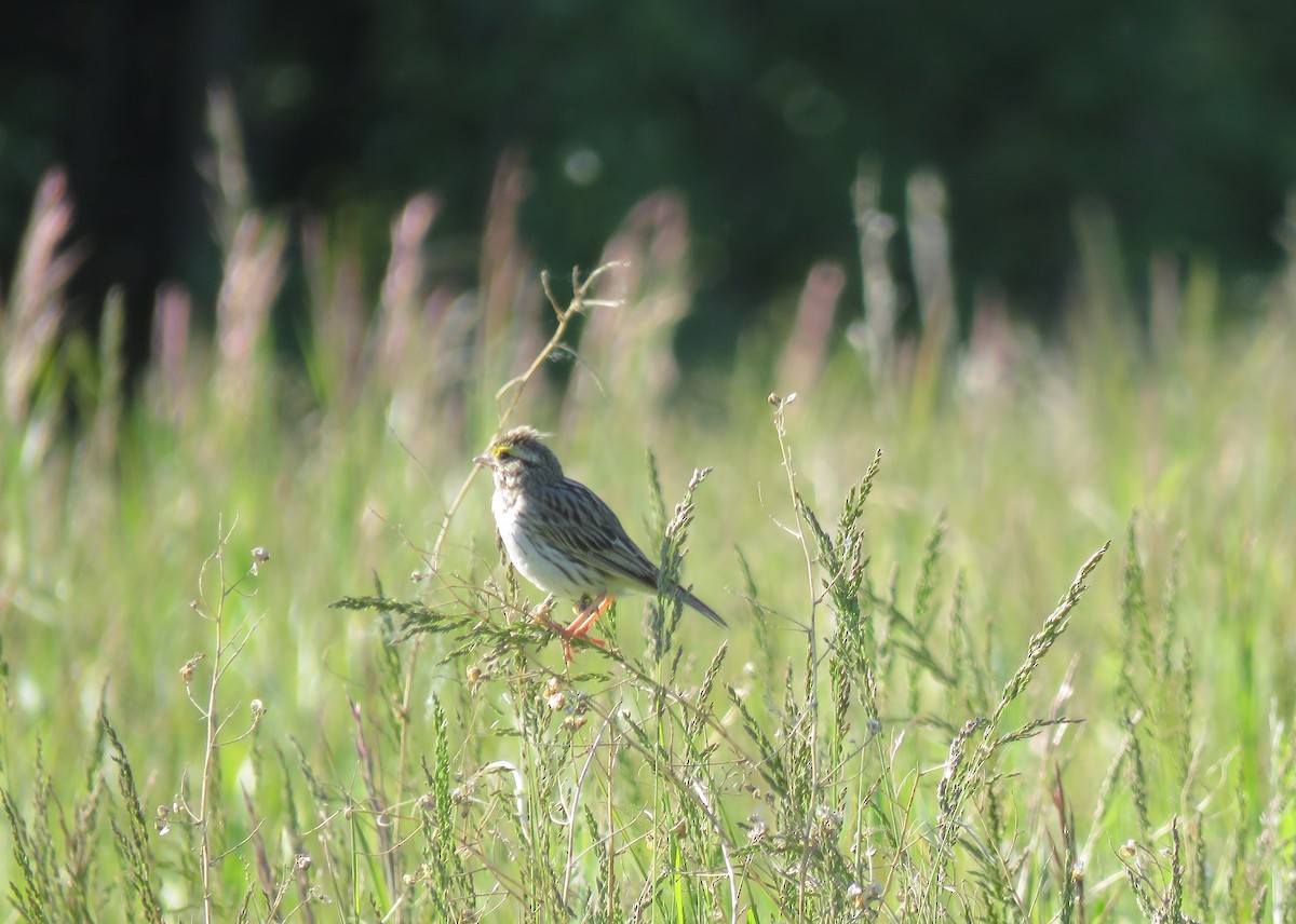 Savannah Sparrow - ML620661280