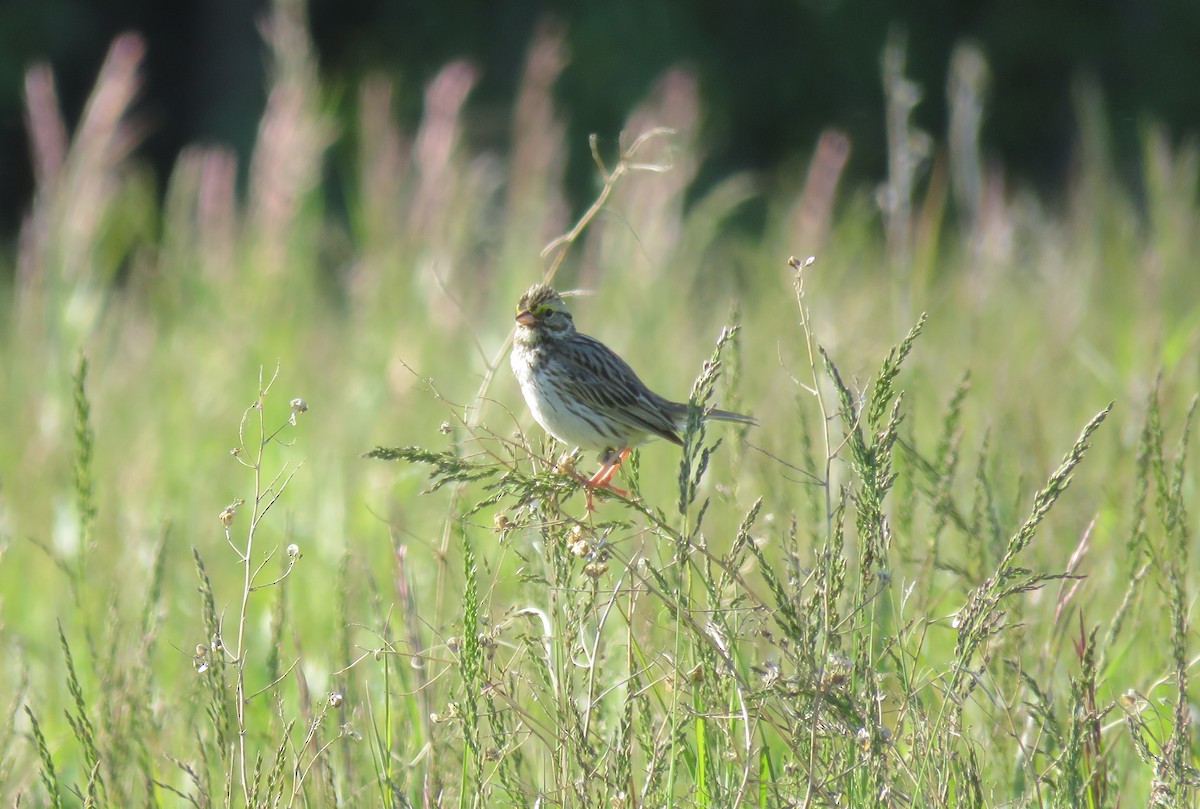 Savannah Sparrow - ML620661282