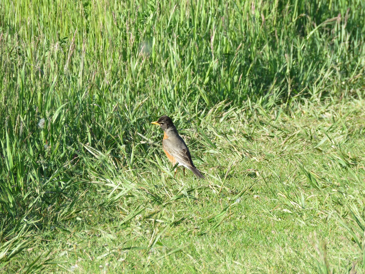 American Robin - ML620661284