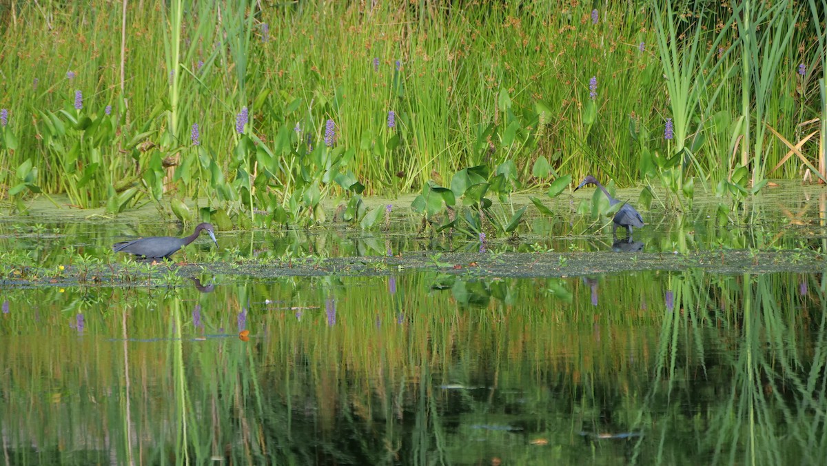 Little Blue Heron - ML620661289