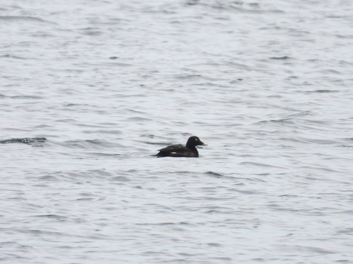 White-winged Scoter - ML620661290