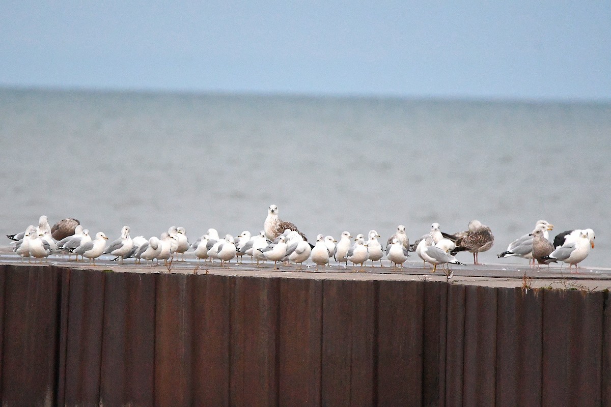 Ring-billed Gull - ML620661291