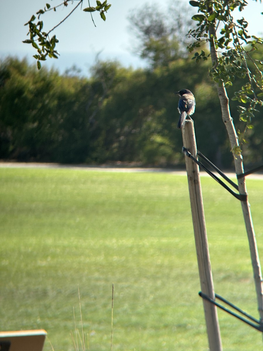 California Scrub-Jay - ML620661292