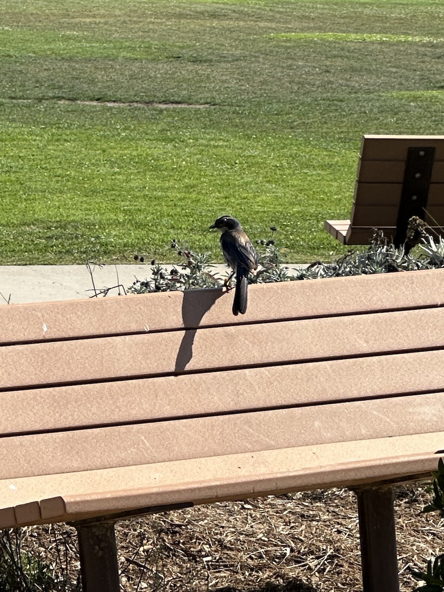 California Scrub-Jay - ML620661293