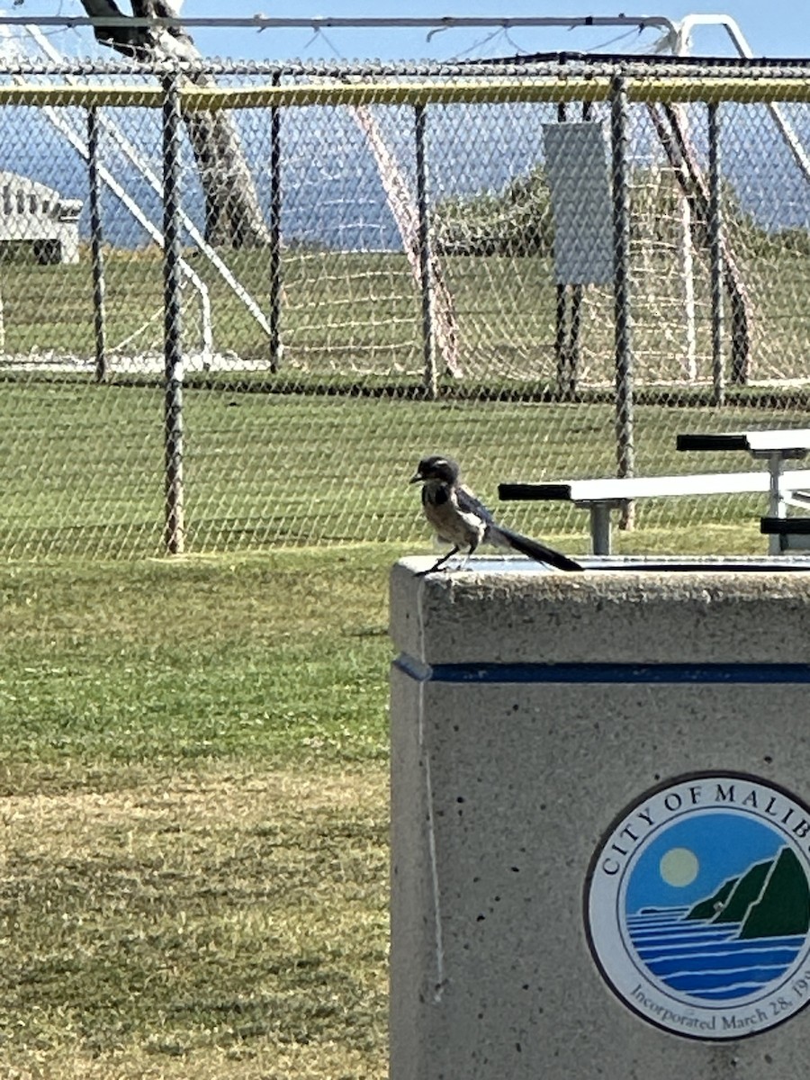 California Scrub-Jay - ML620661294