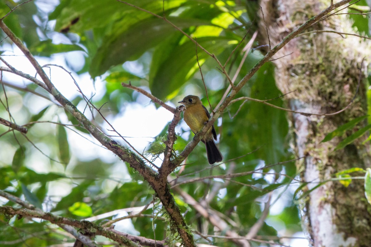 Sulphur-rumped Flycatcher - ML620661299