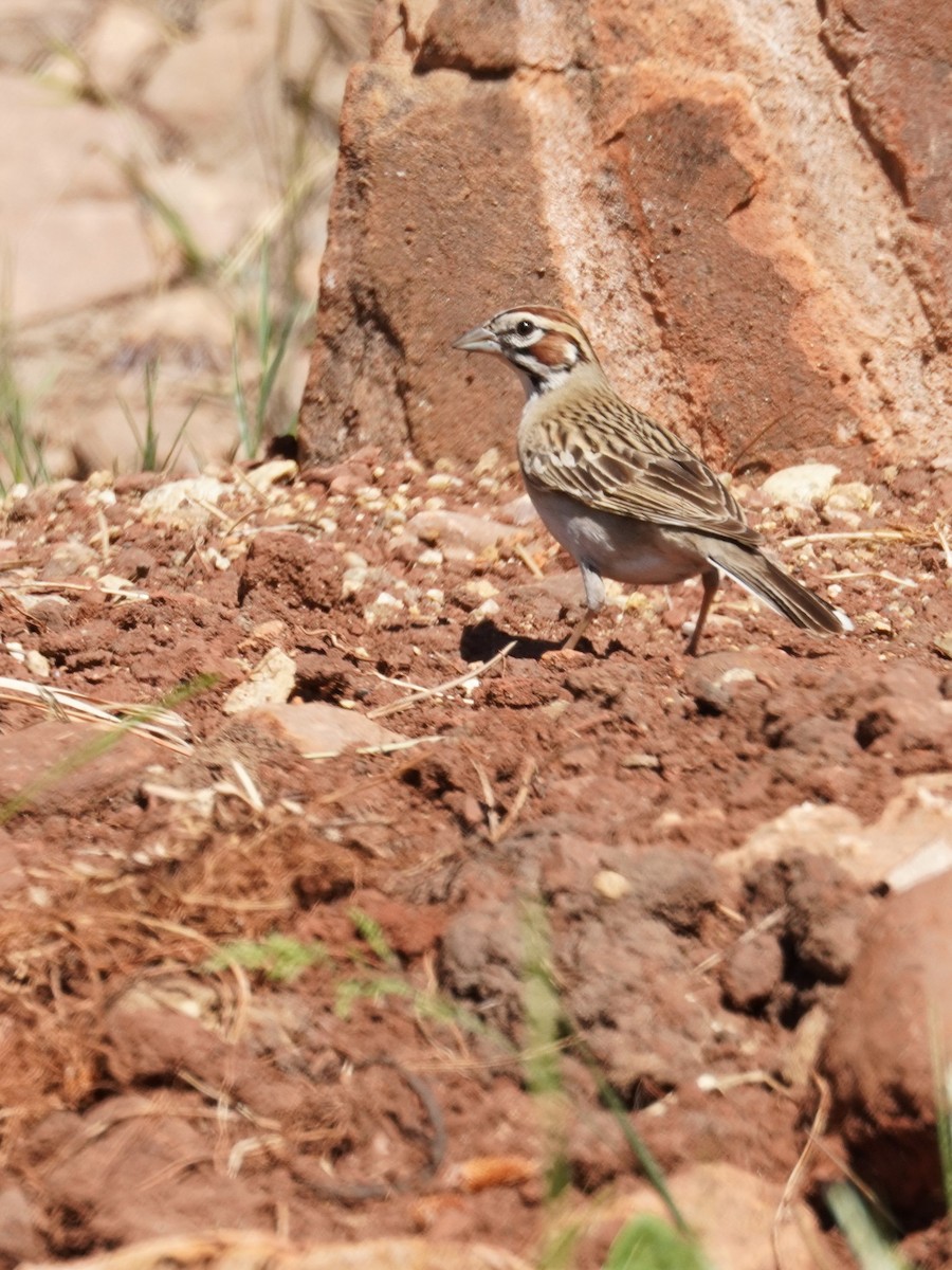 Lark Sparrow - Kristy Dhaliwal