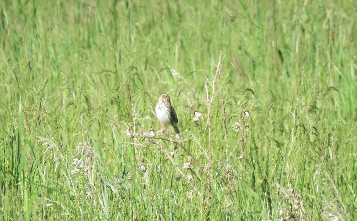 Savannah Sparrow - ML620661304