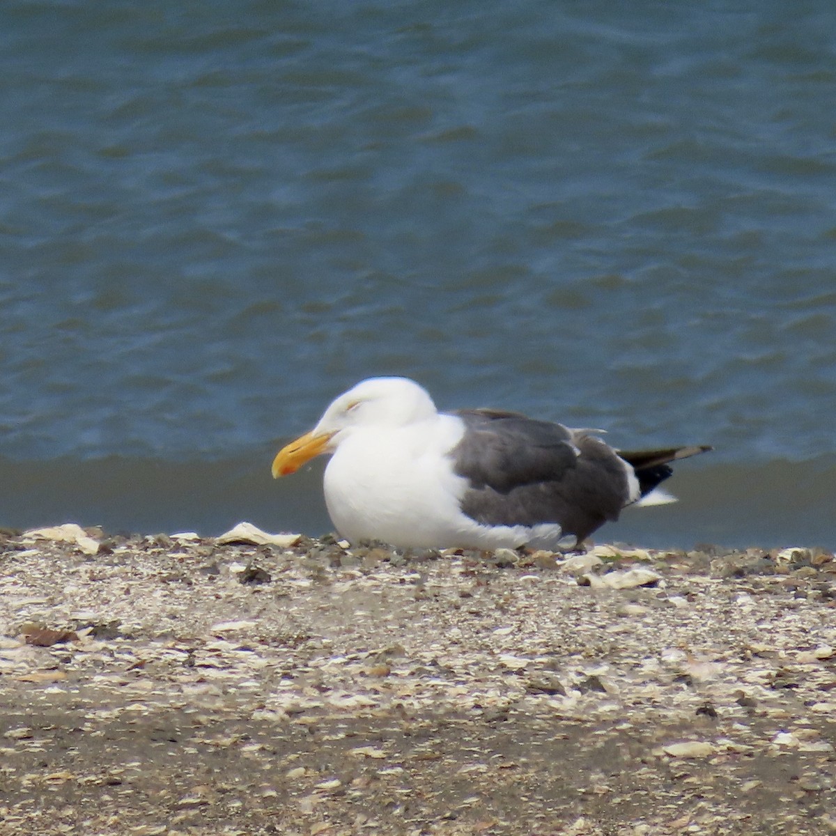 Western Gull - George Chrisman