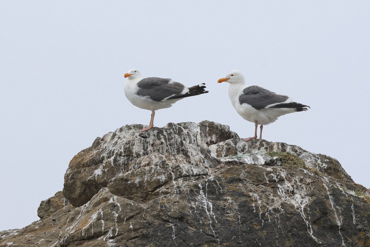 Western Gull - ML620661307