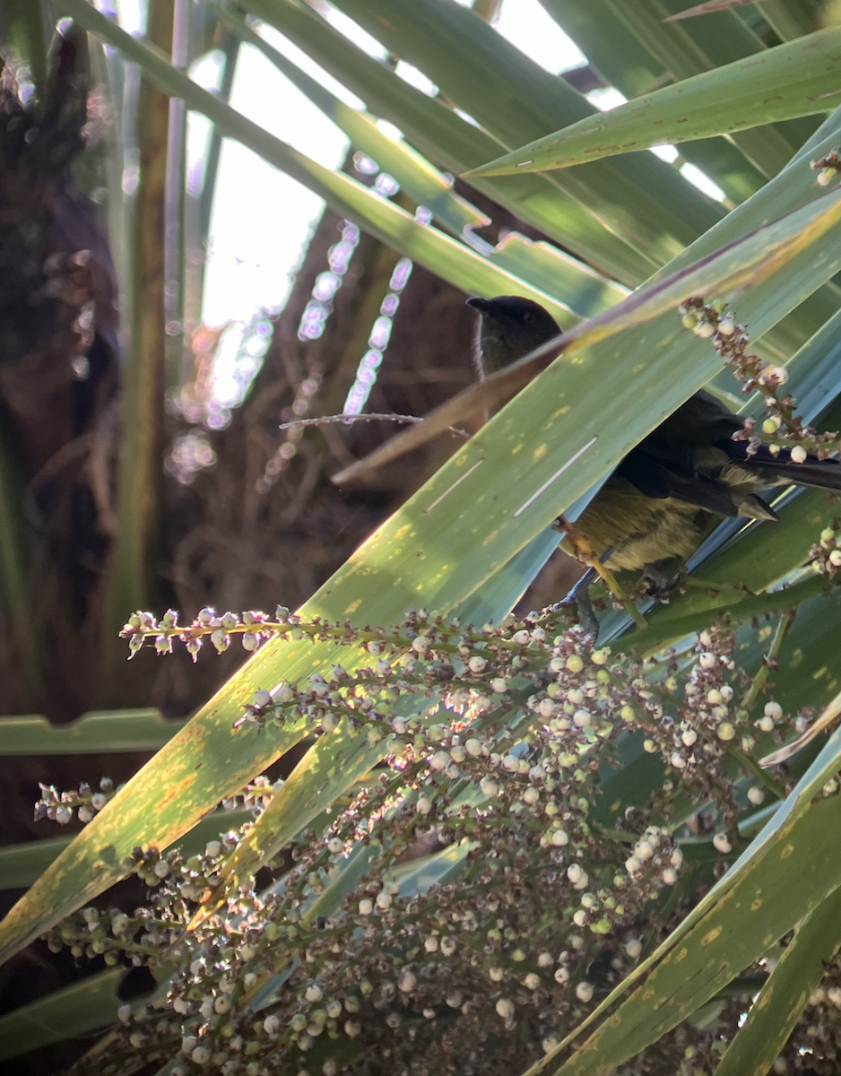 New Zealand Bellbird - Luciana L.