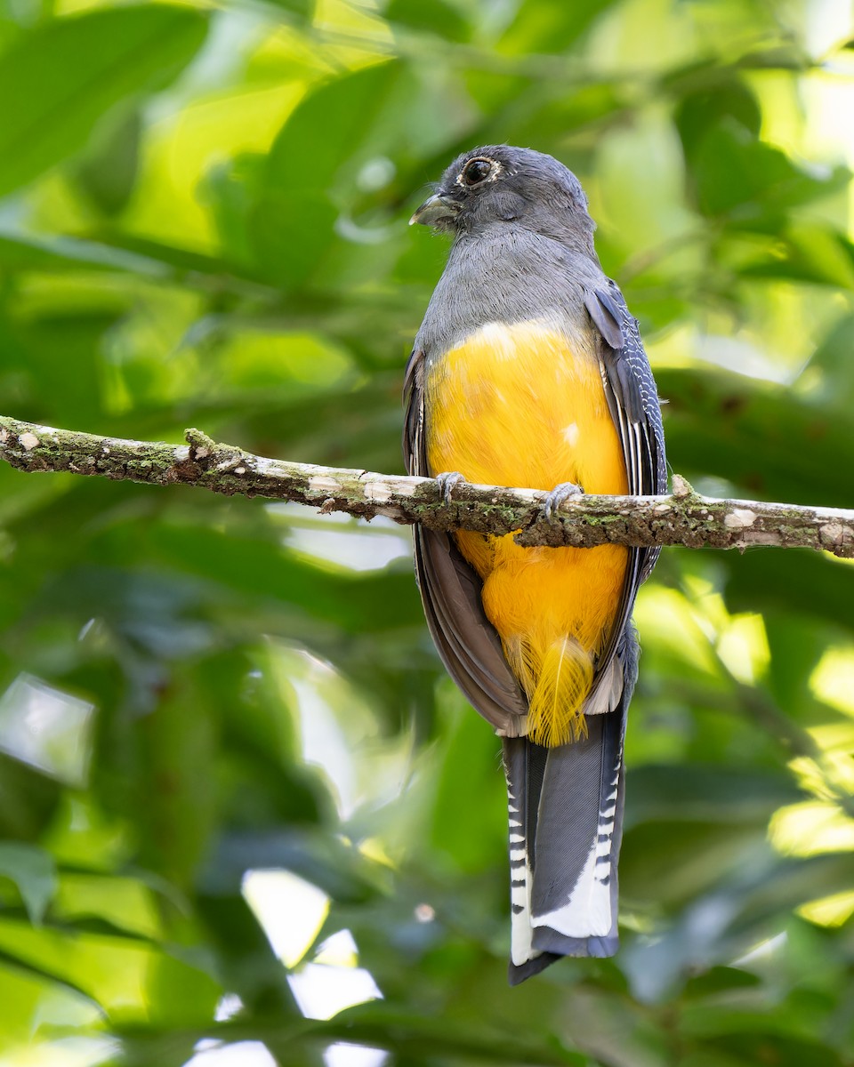 monokkeltrogon - ML620661313