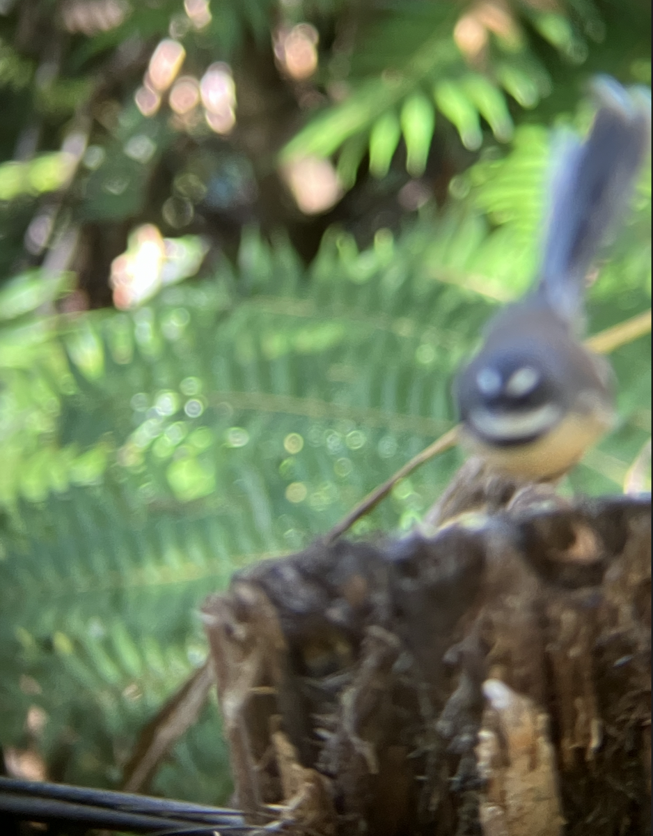 New Zealand Fantail - ML620661315