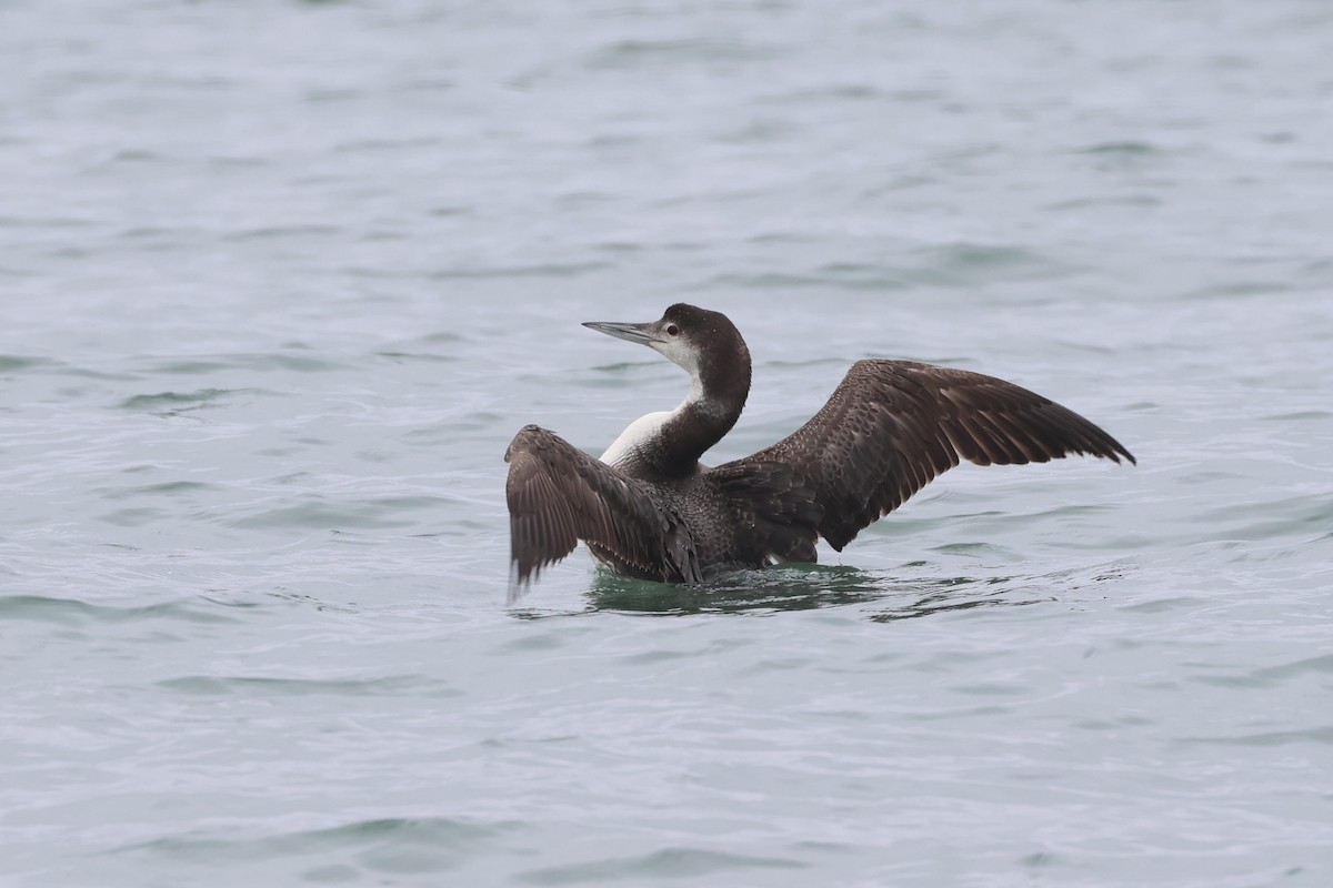 Plongeon huard - ML620661316