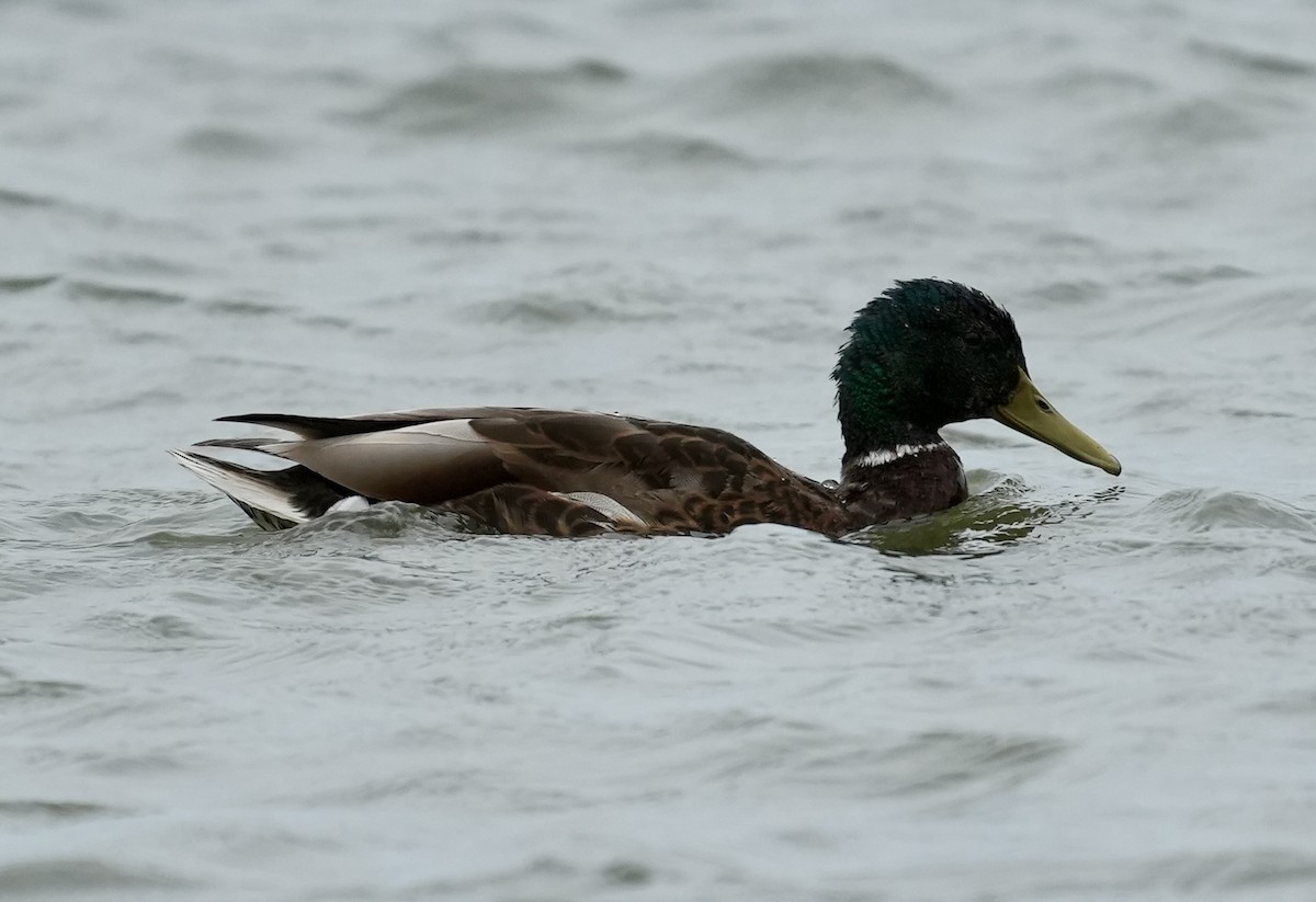 Canard colvert - ML620661328