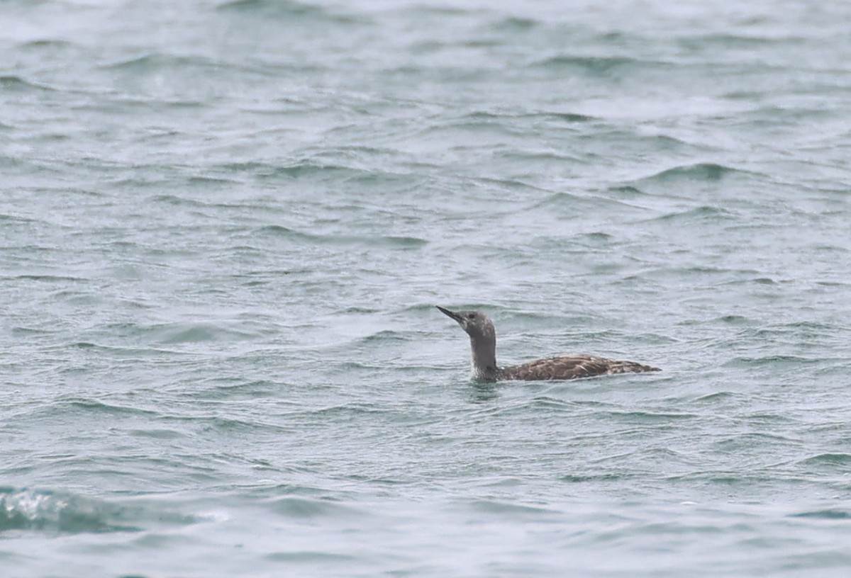 Red-throated Loon - ML620661329