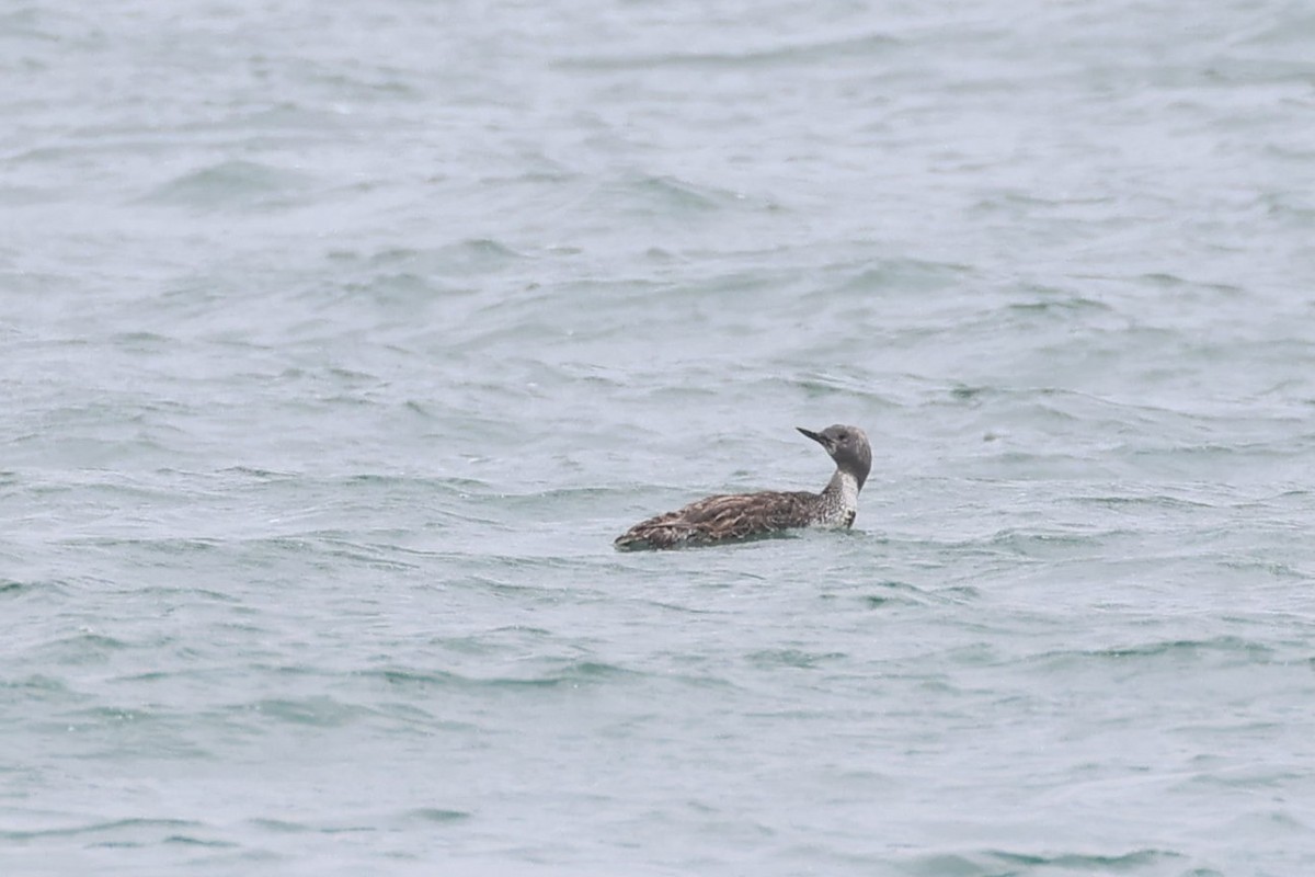 Red-throated Loon - Brendan B