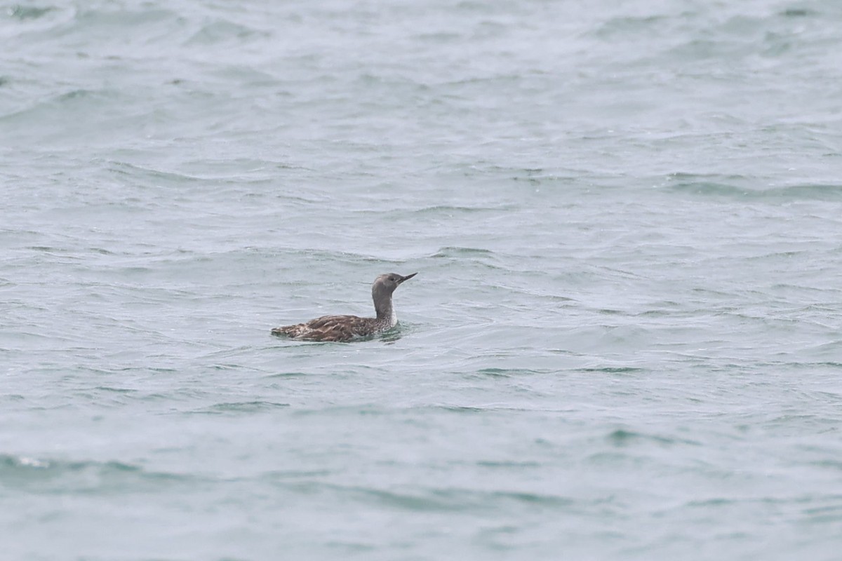 Red-throated Loon - ML620661332