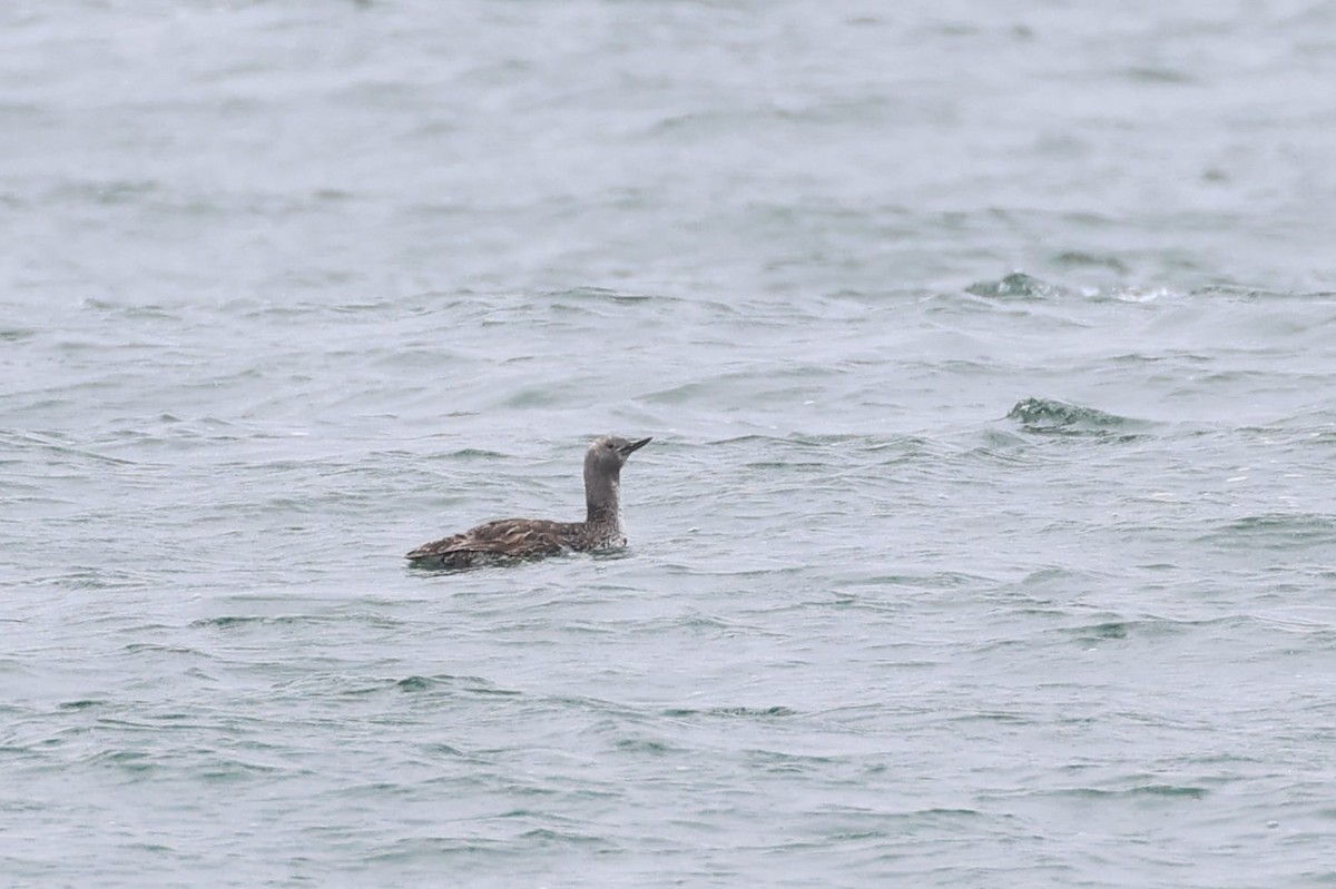 Red-throated Loon - ML620661333