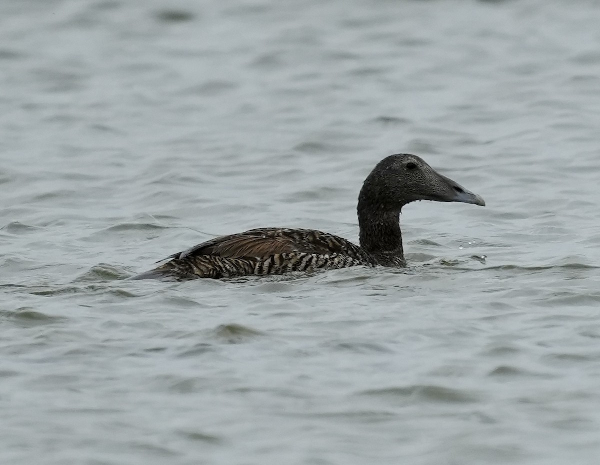 Common Eider - ML620661337