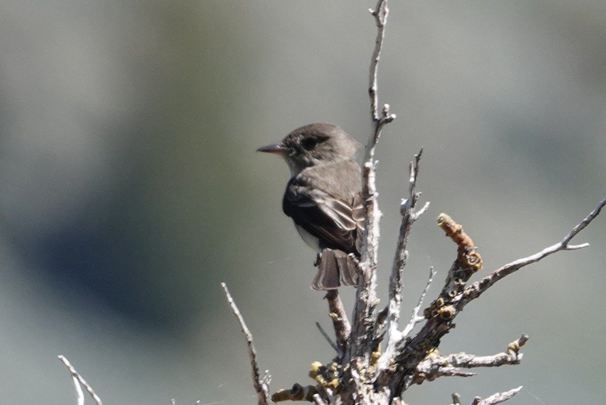 Western Wood-Pewee - ML620661340