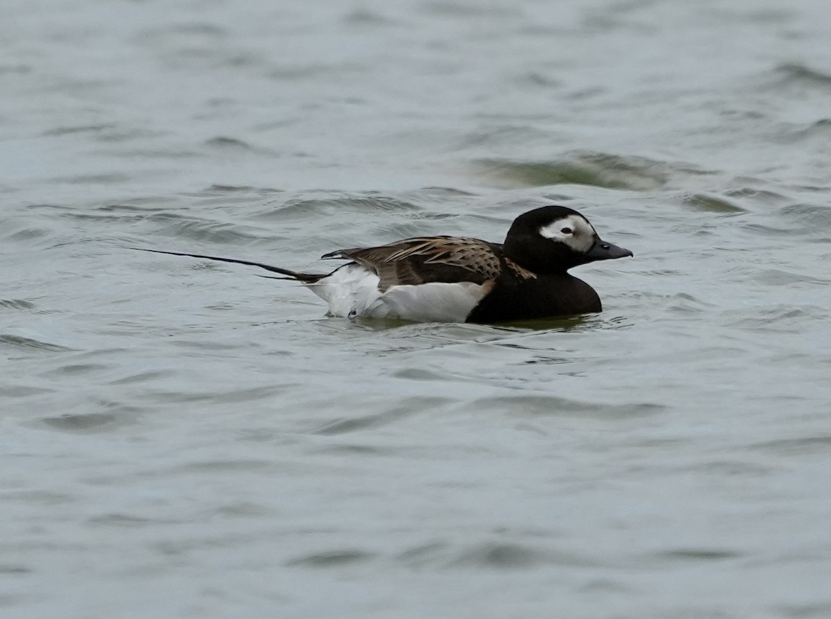 Long-tailed Duck - ML620661343
