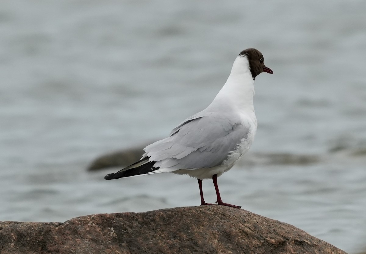 Black-headed Gull - ML620661347