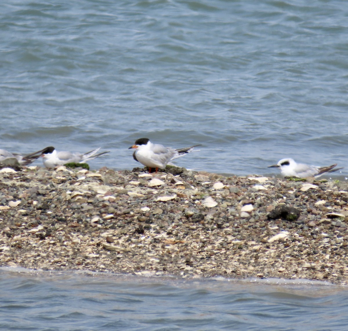 Forster's Tern - ML620661351