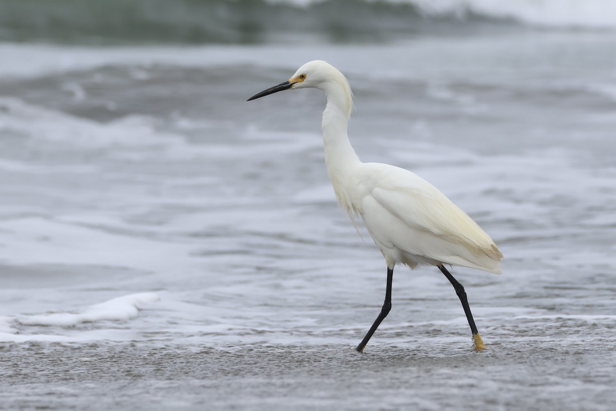 Snowy Egret - ML620661353