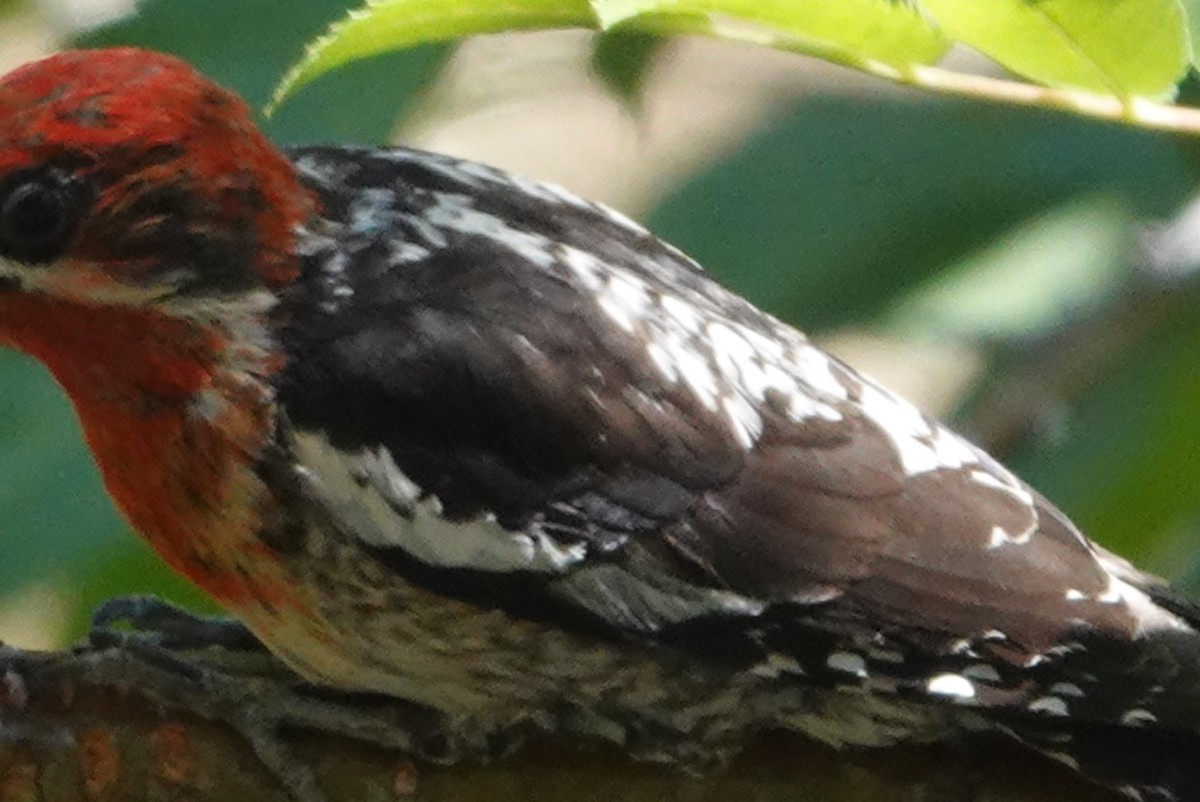 Red-breasted Sapsucker - ML620661357