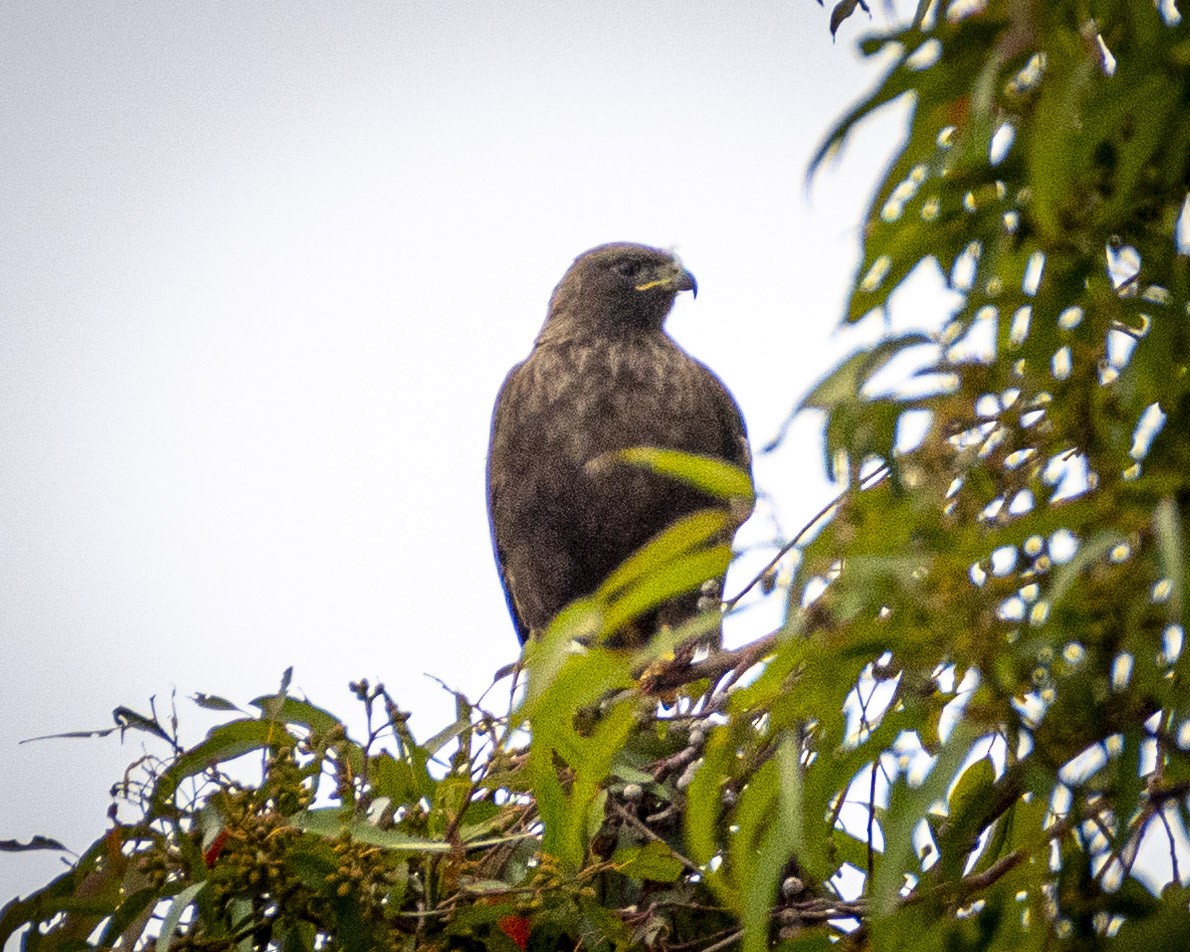 Red-tailed Hawk - ML620661363