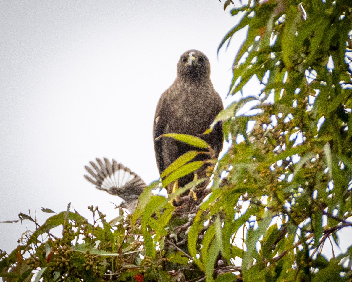 Red-tailed Hawk - ML620661364