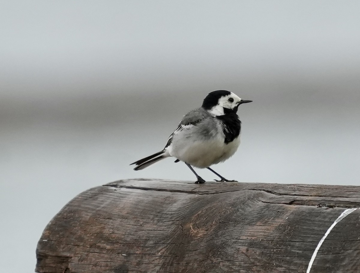 White Wagtail - ML620661365