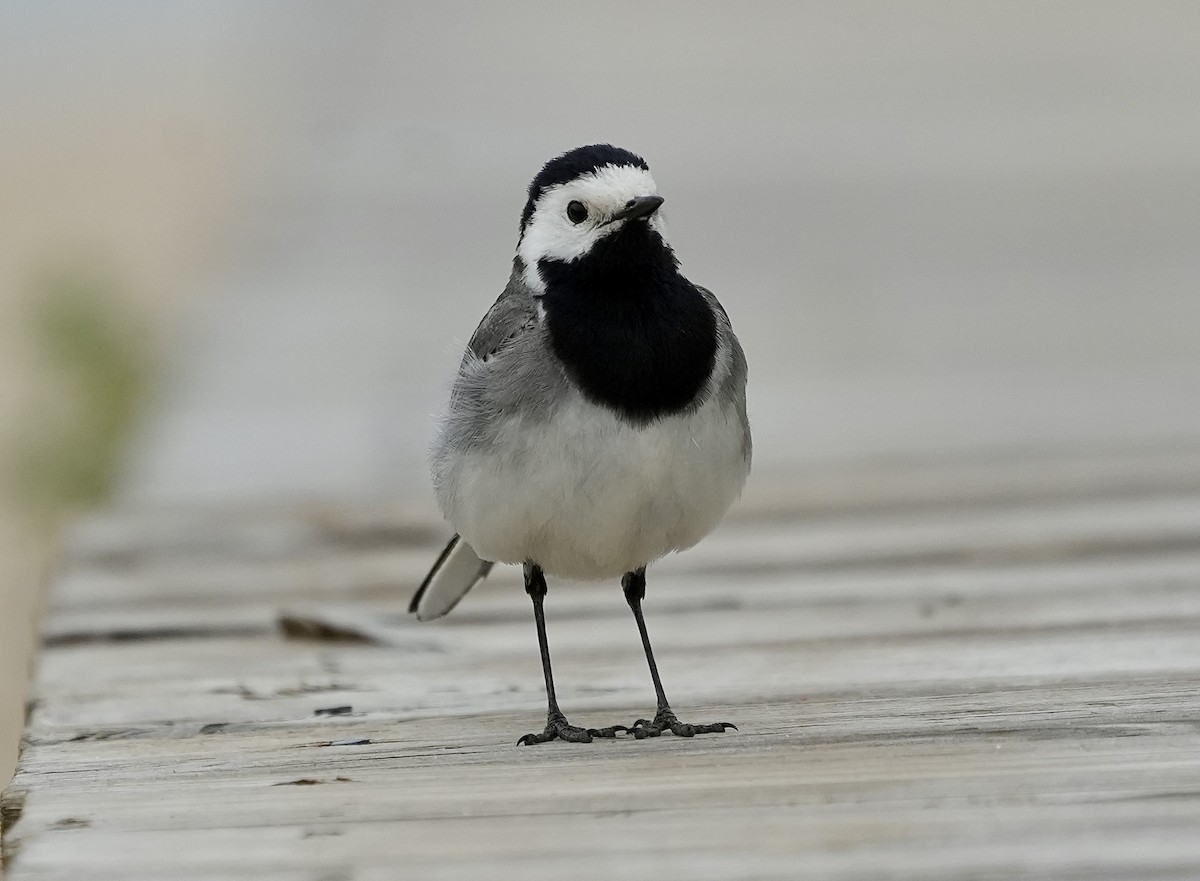 White Wagtail - ML620661366