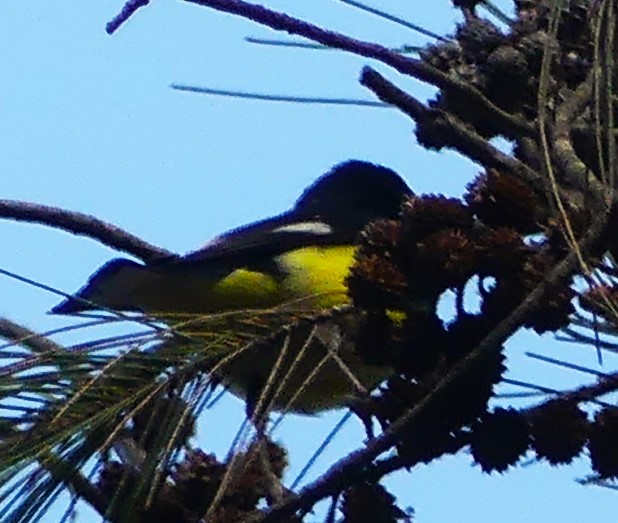 Lesser Goldfinch - ML620661367