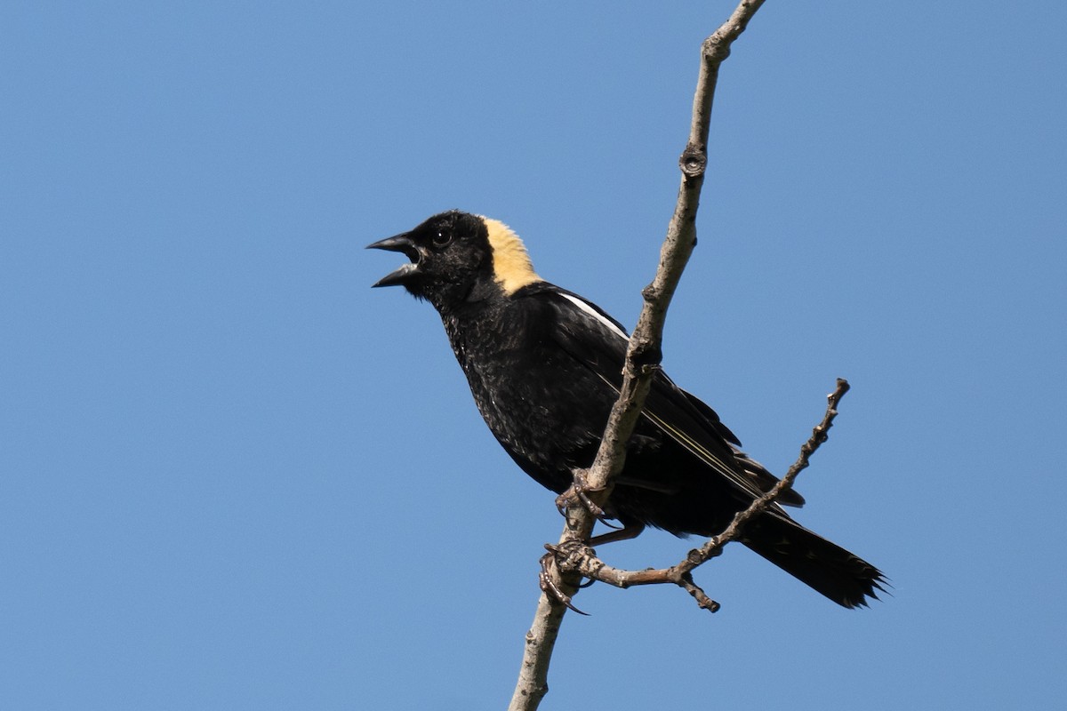 bobolink americký - ML620661370