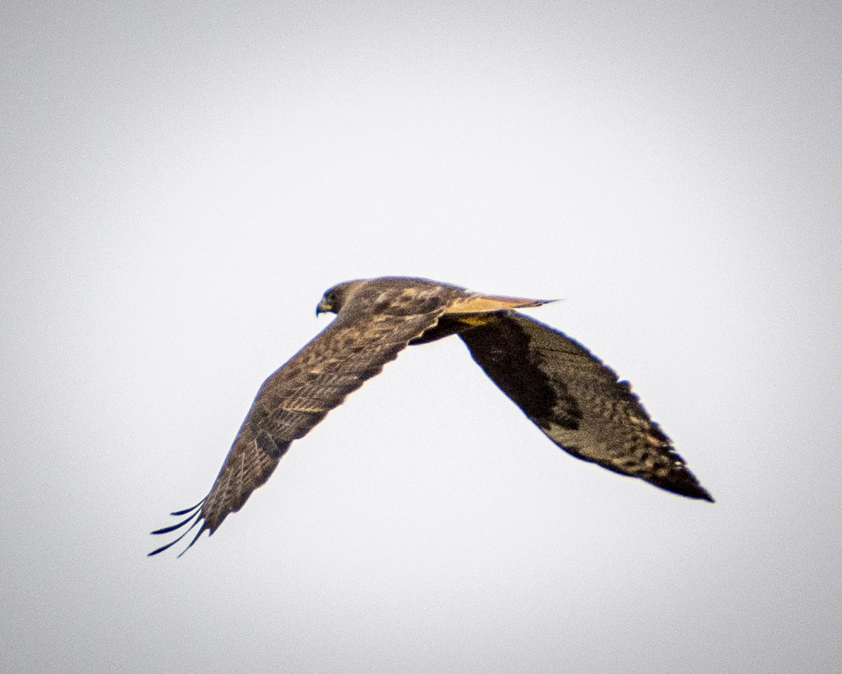 Red-tailed Hawk - ML620661373