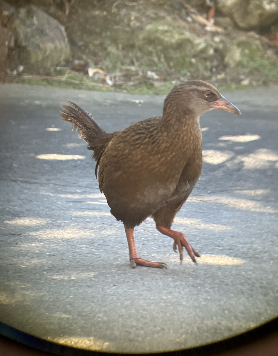 Weka - ML620661381