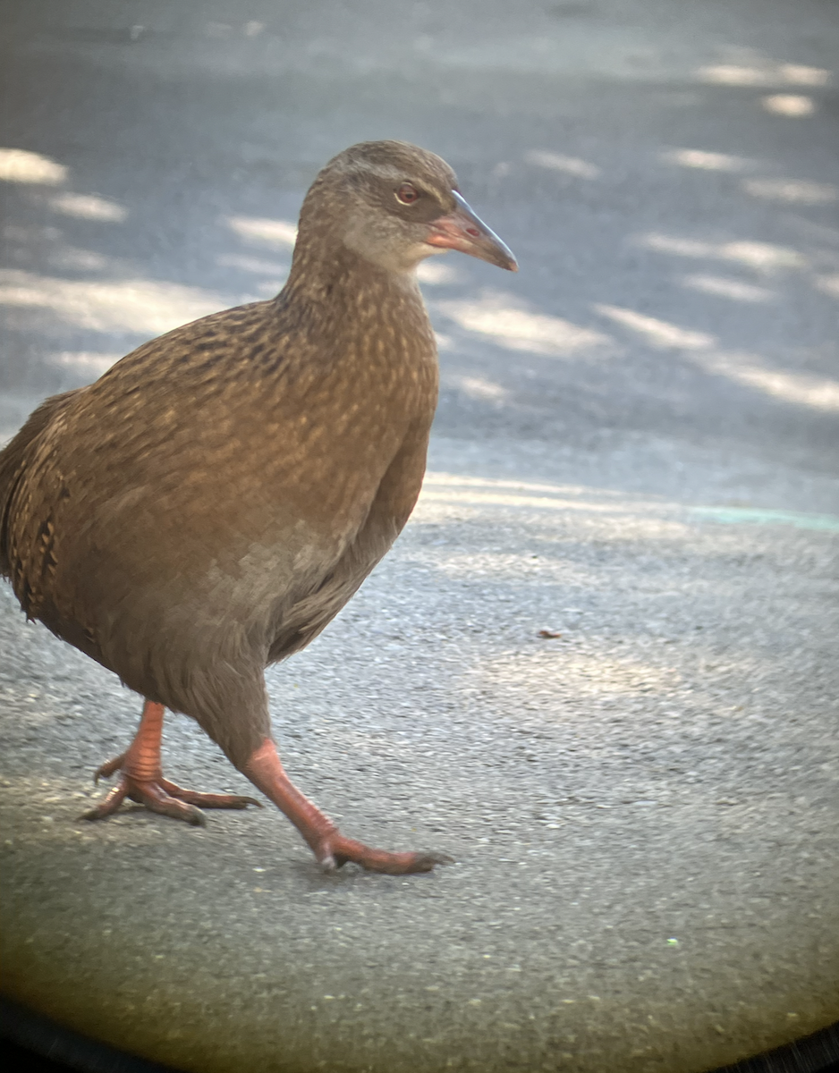 Weka - ML620661382