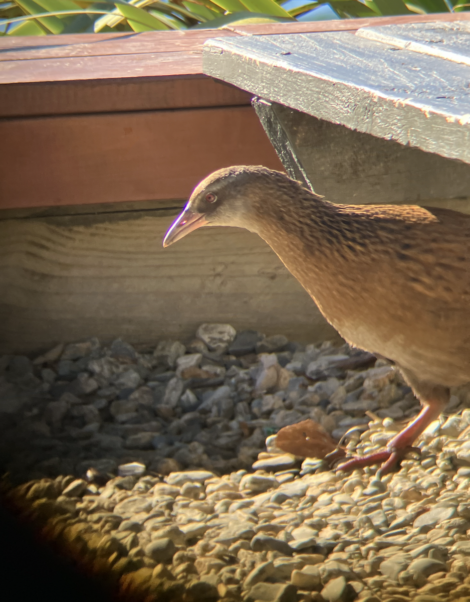 Weka - ML620661384