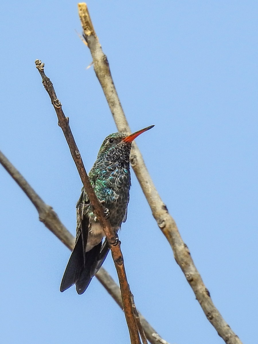 Broad-billed Hummingbird - ML620661385