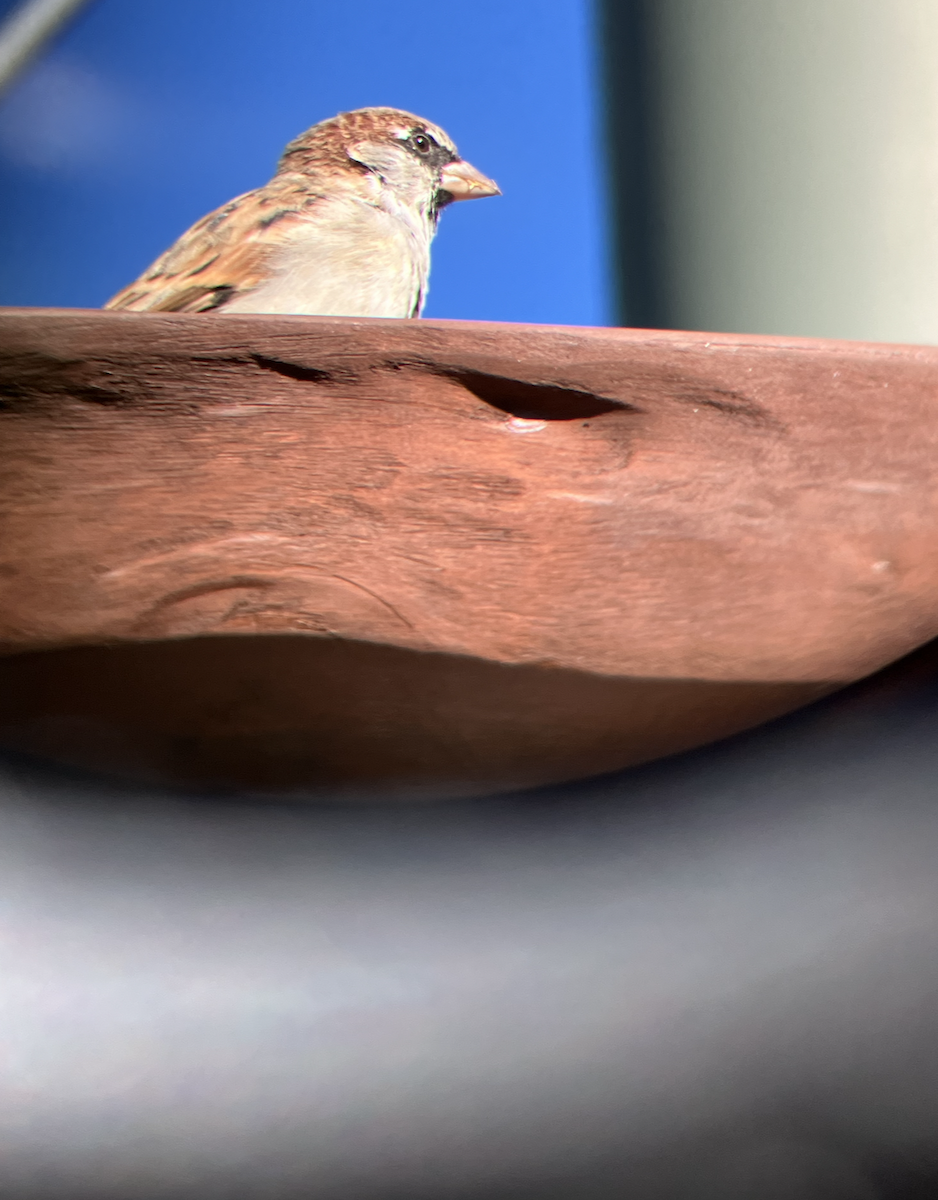 House Sparrow - ML620661388