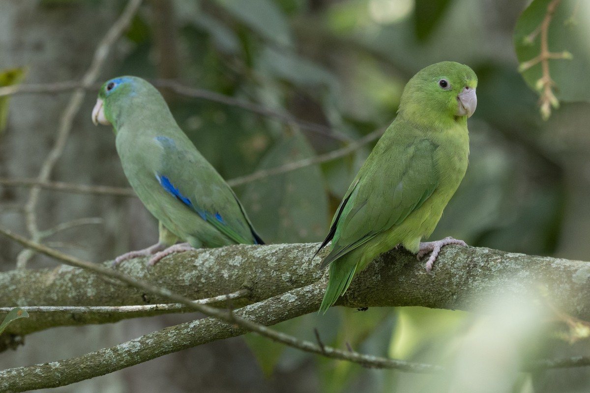 Spectacled Parrotlet - ML620661395