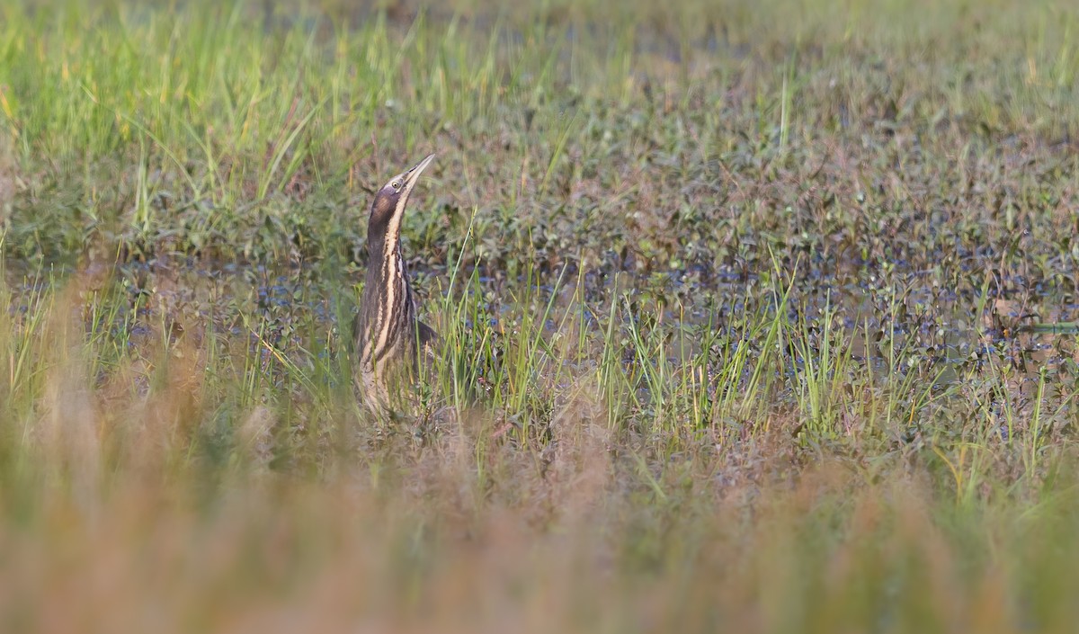 Australasian Bittern - ML620661396